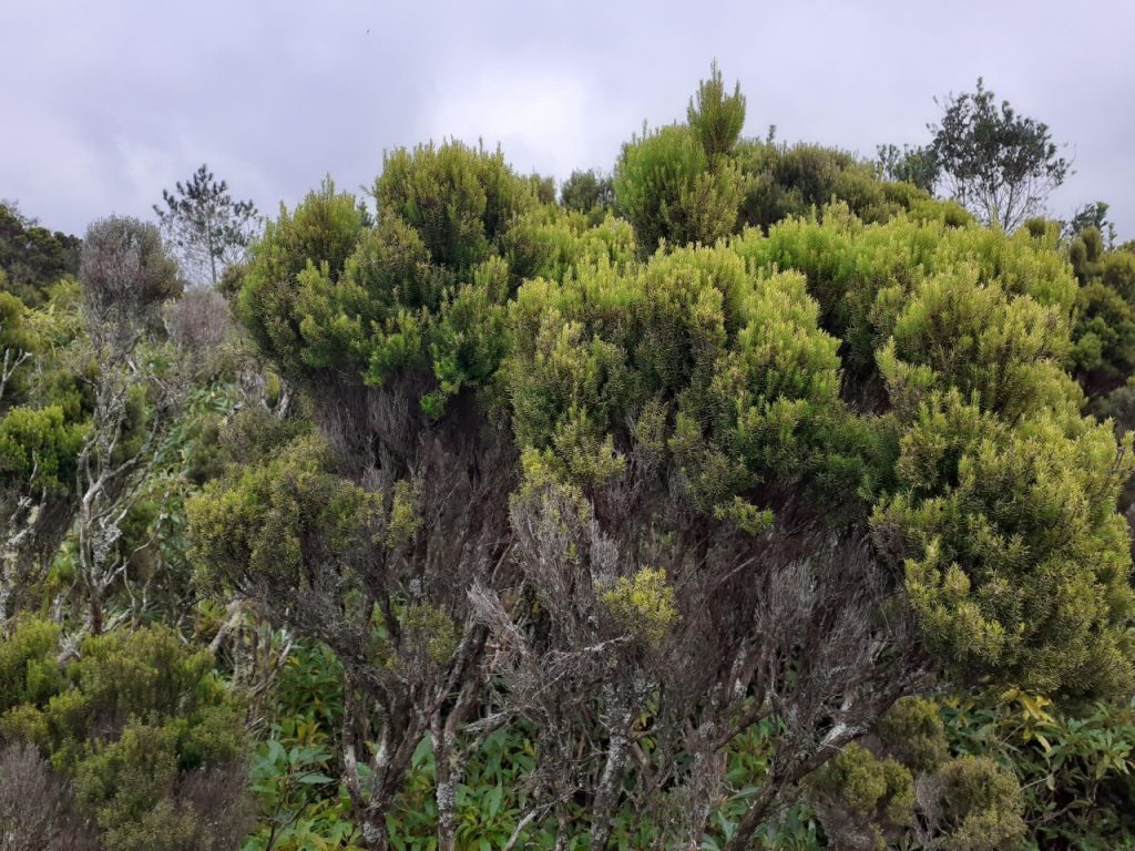 thumbnail_20201227_151817